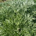 Artemisia absinthium feuille